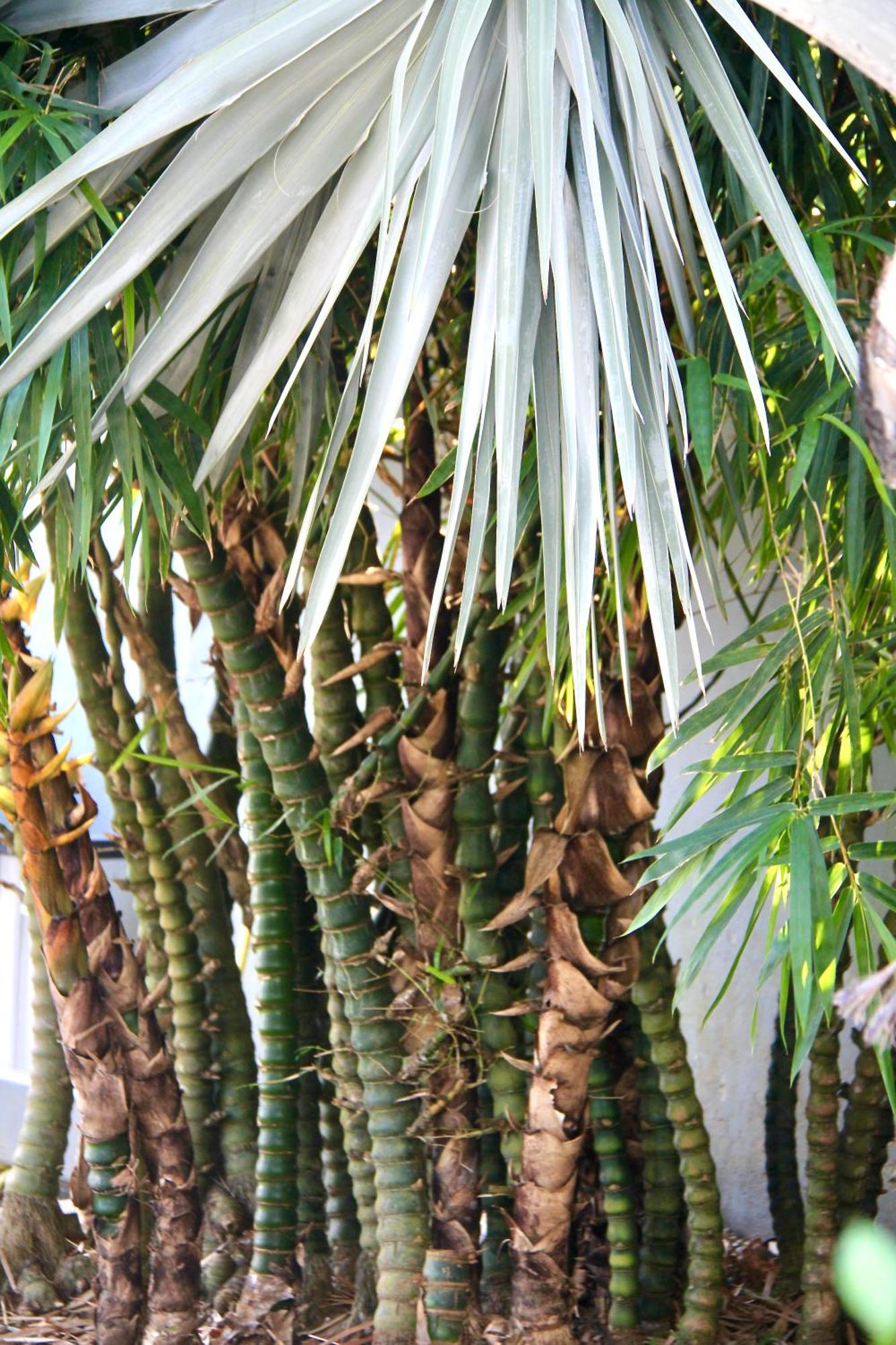 Le Baobab Rouge - Maison D'Hotes Reservee Aux Femmes Le Lamentin Exterior foto