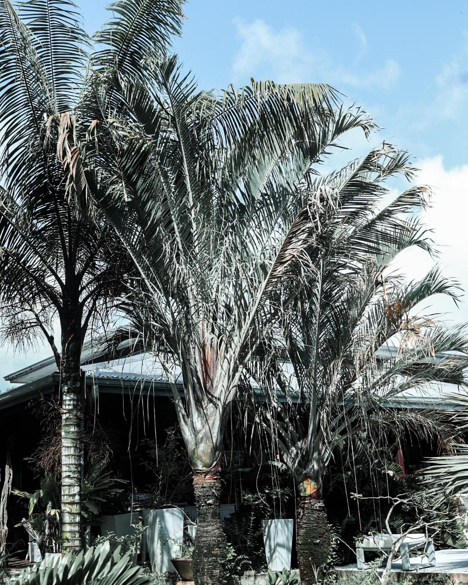 Le Baobab Rouge - Maison D'Hotes Reservee Aux Femmes Le Lamentin Exterior foto
